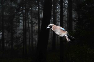 le-grand-orchestre-des-animaux-cartier