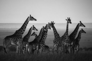 laurent-baheux-giraffes