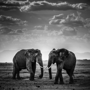 laurent-baheux-photos-elephants