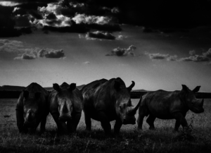 laurent-baheux-rhino