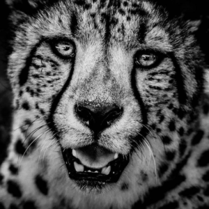 laurent-baheux-tigre